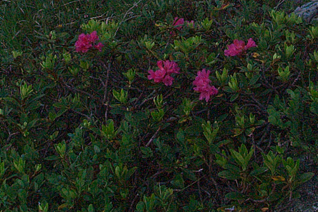 Rododendro rosso o irsuto?