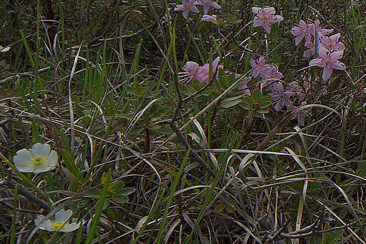 Rhodothamnus chamaecistus e Ranunculus alpestris