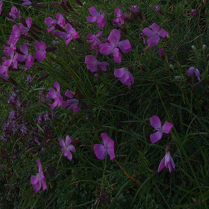 Api Giulie, 4 fiori ignoti di media montagna