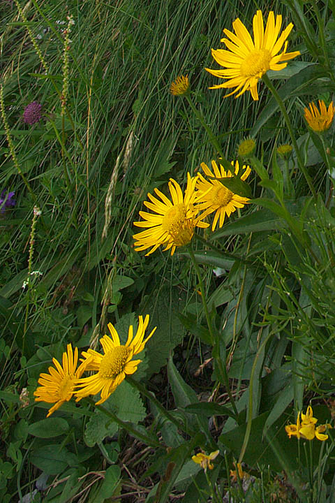 Api Giulie, 4 fiori ignoti di media montagna