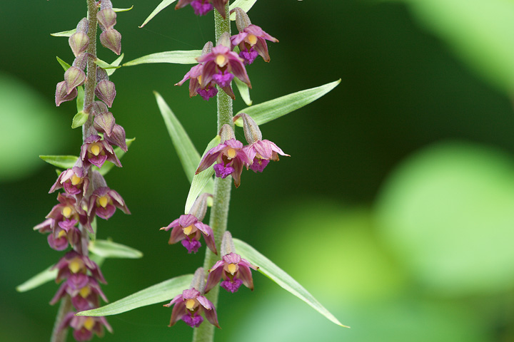 10 orchidee diverse da determinare (grazie!)