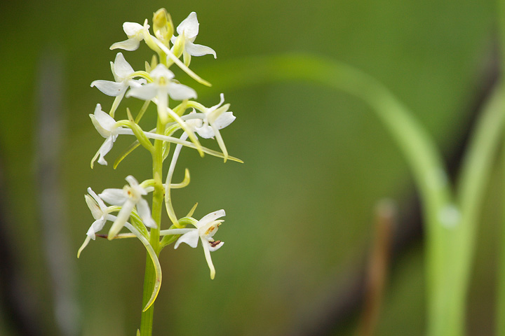 10 orchidee diverse da determinare (grazie!)