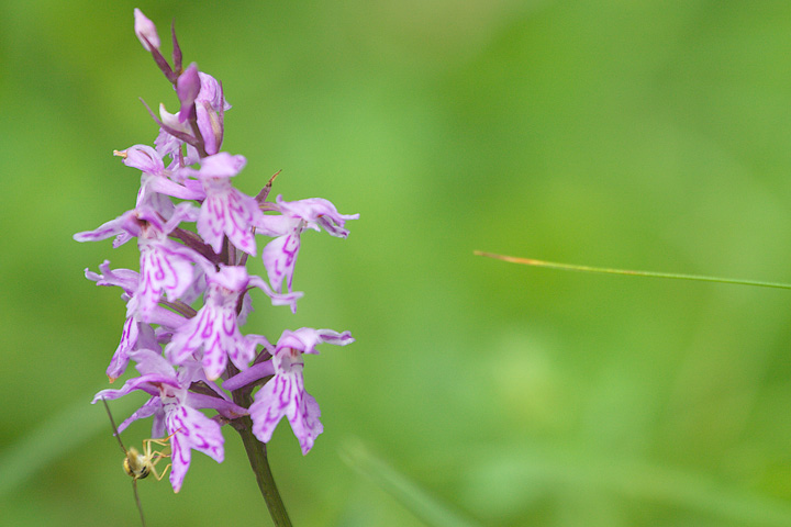 10 orchidee diverse da determinare (grazie!)