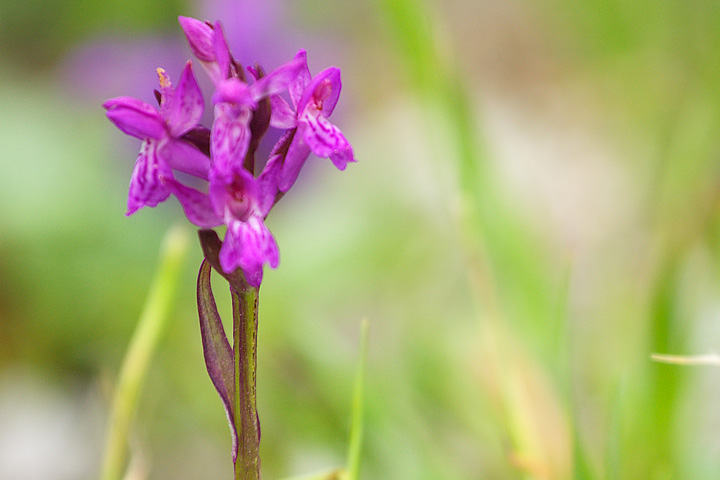 10 orchidee diverse da determinare (grazie!)