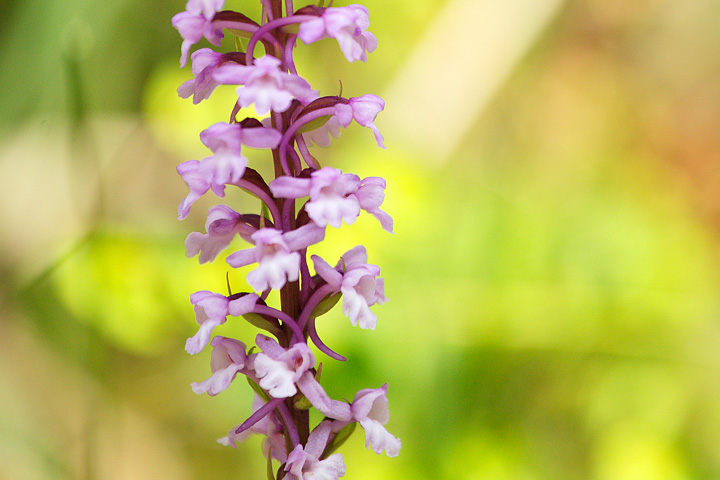 10 orchidee diverse da determinare (grazie!)