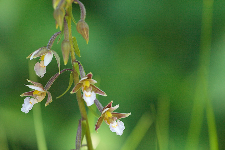 10 orchidee diverse da determinare (grazie!)