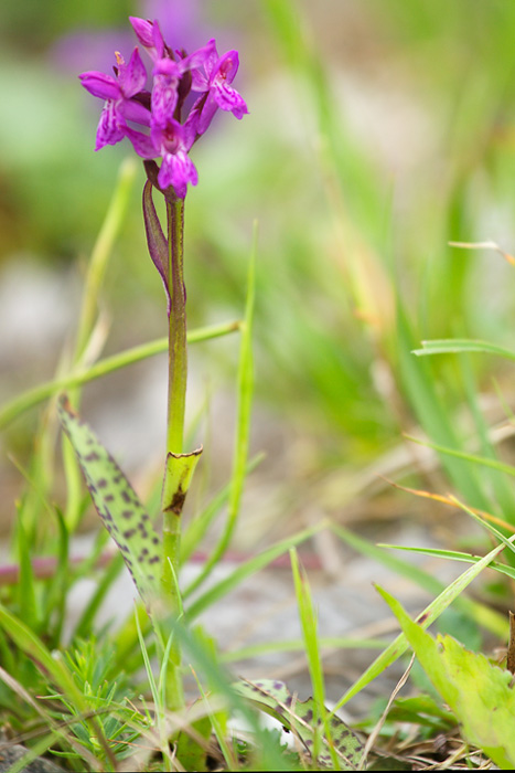 10 orchidee diverse da determinare (grazie!)