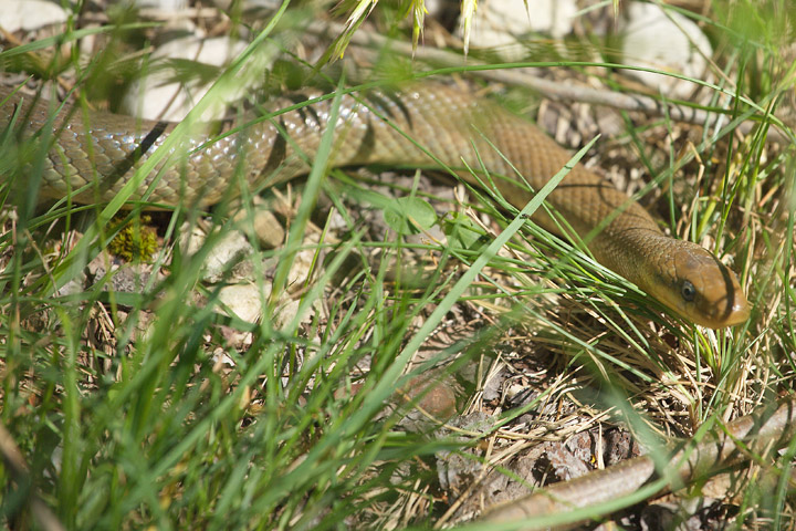 Zamenis longissimus e Anguis fragilis