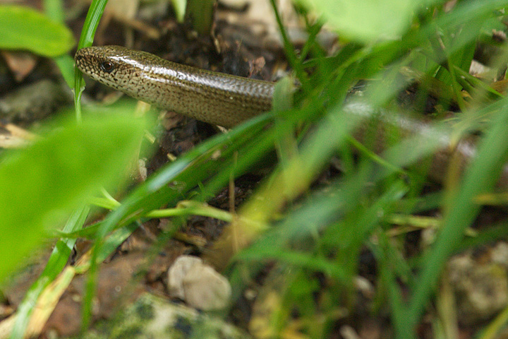 Zamenis longissimus e Anguis fragilis