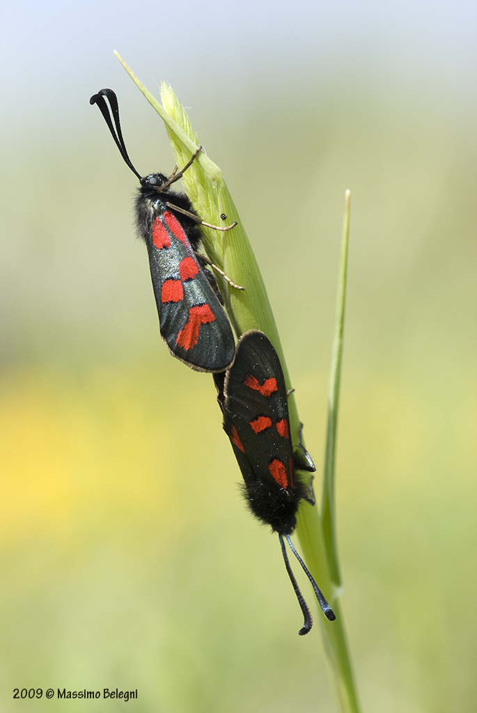 Zygaena filipendulae? - No, Zygaena (Zygaena) oxytropis