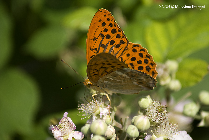 Argynnis paphia