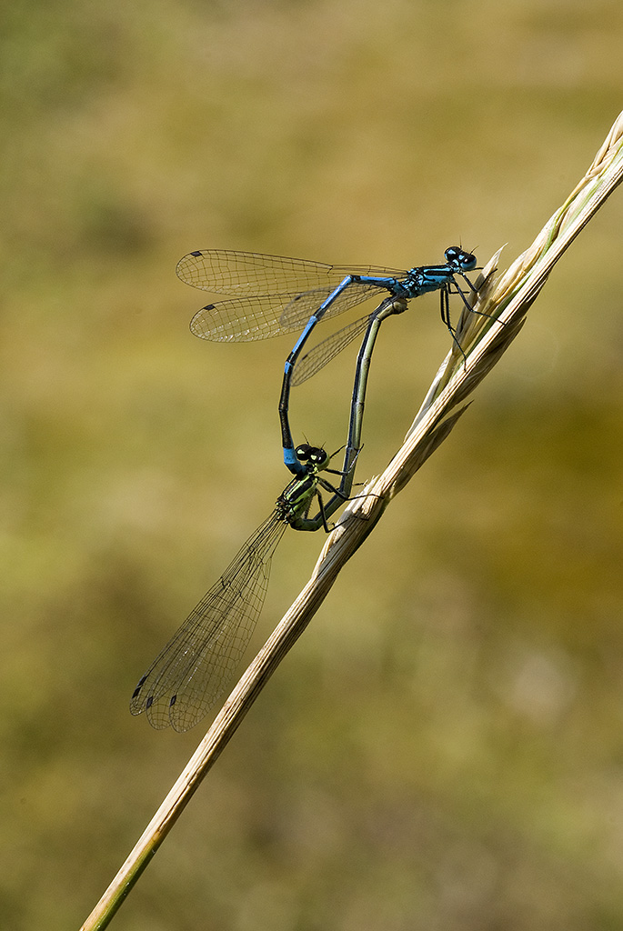 Aiuto identificazione Libellule in accoppiamento