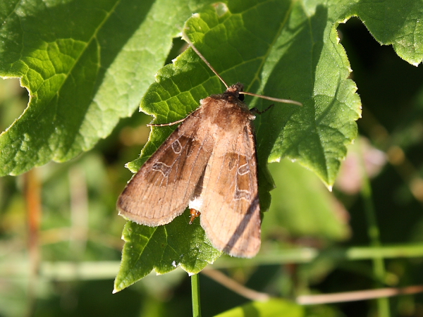 Farfalla da identificare