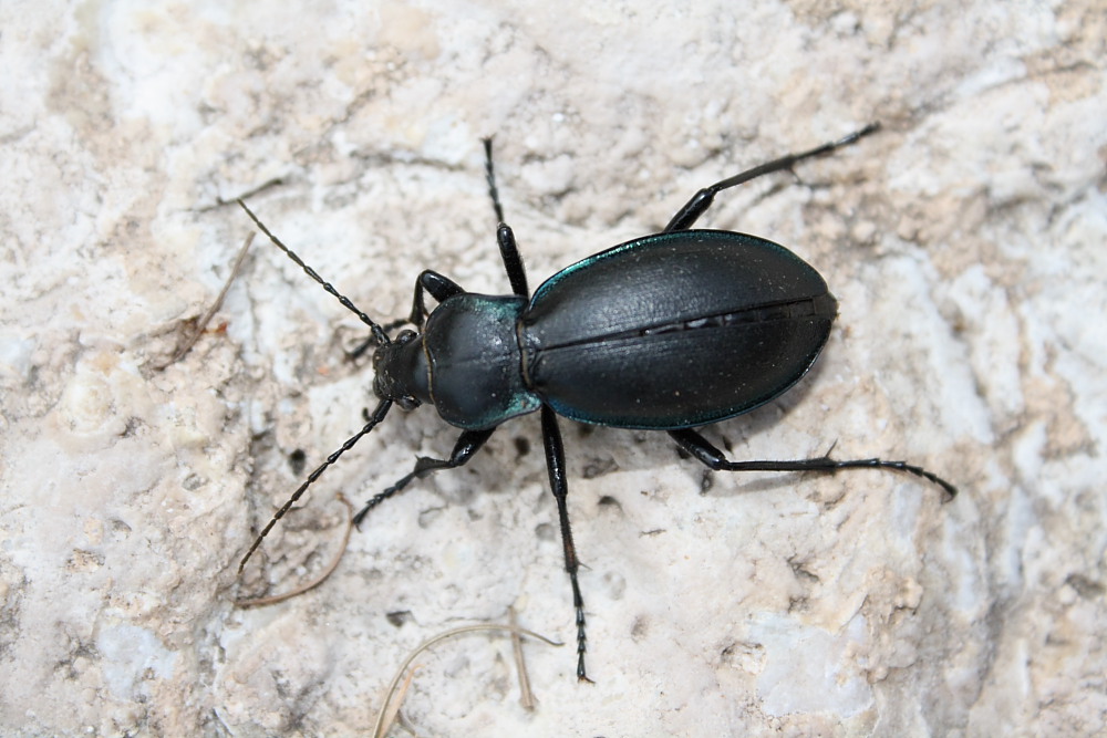 Da identificare 2: Carabus (Megodontus) germarii neesii