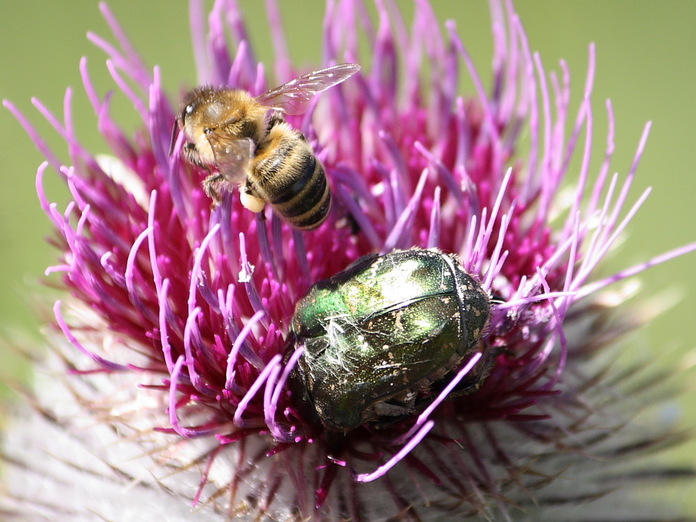 Cetoniidae: Protaetia cuprea metallica