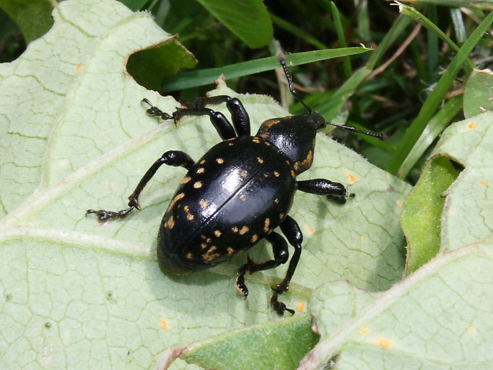 Curculionide: Liparus glabrirostris