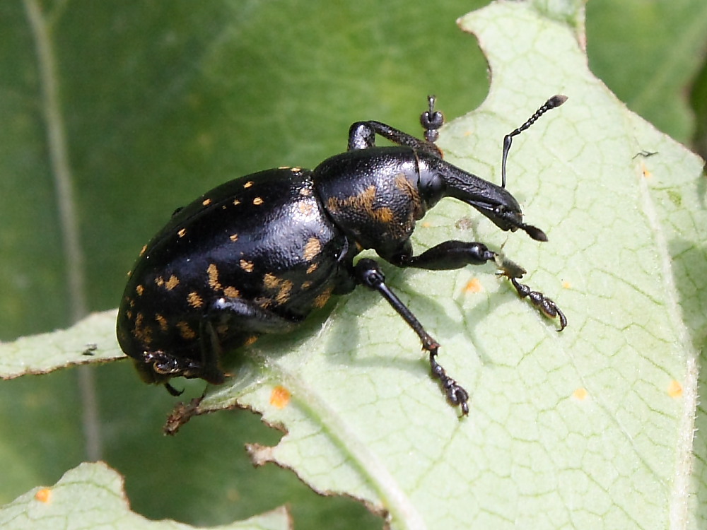 Curculionide: Liparus glabrirostris