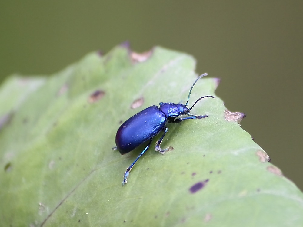 Oreina o Chrysolina?  1 Oreina cf. cacaliae