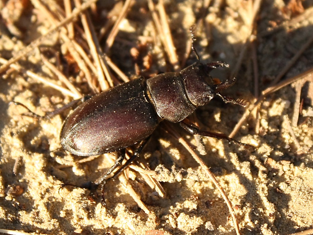 Lucanide: Lucanus tetraodon