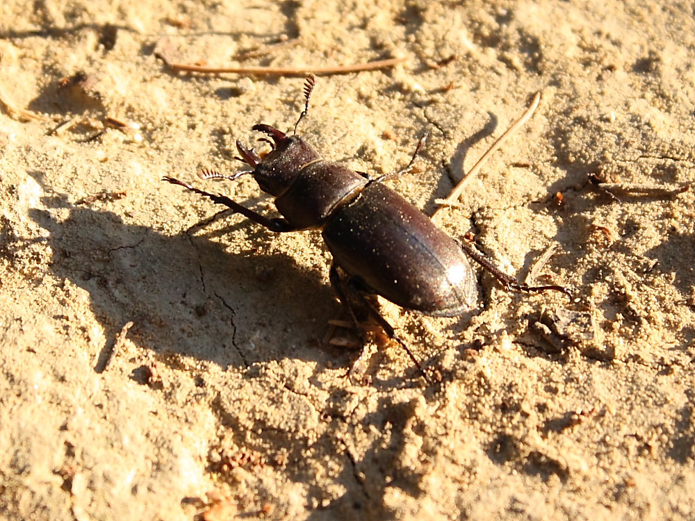 Lucanide: Lucanus tetraodon