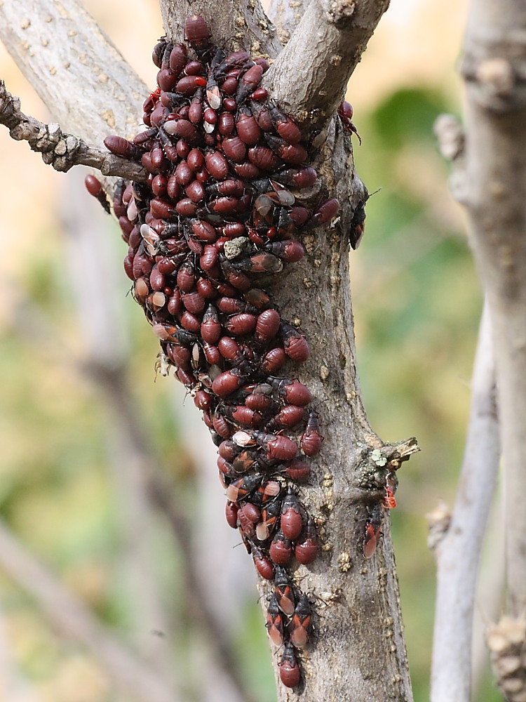 Agglomerazione di Oxycarenus lavaterae