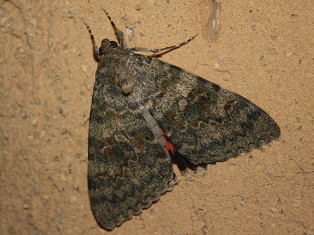 Farfalla da identificare 1 - Catocala elocata