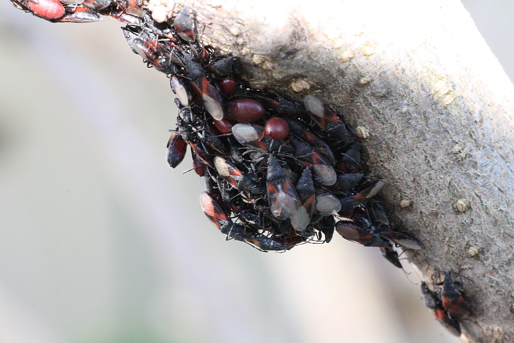 Agglomerazione di Oxycarenus lavaterae