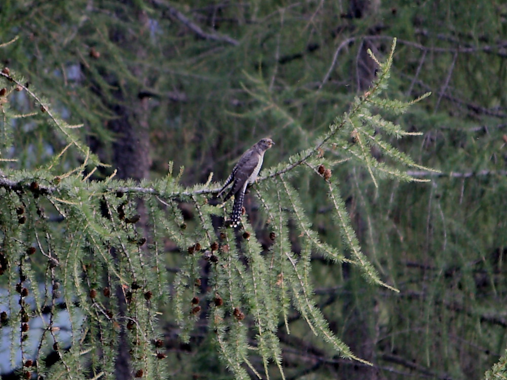 Aiuto identificazione