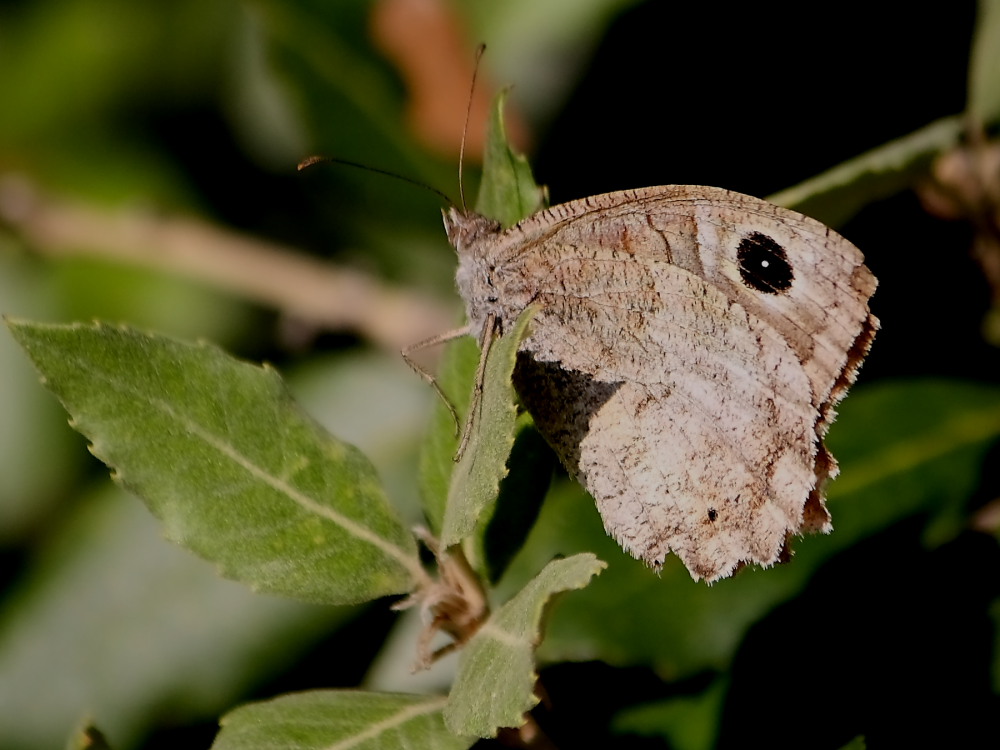 Hipparchia statilinus?