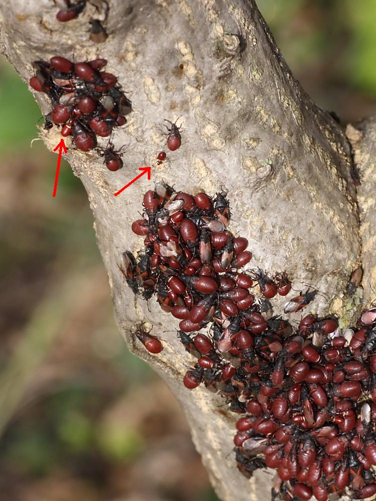 Agglomerazione di Oxycarenus lavaterae