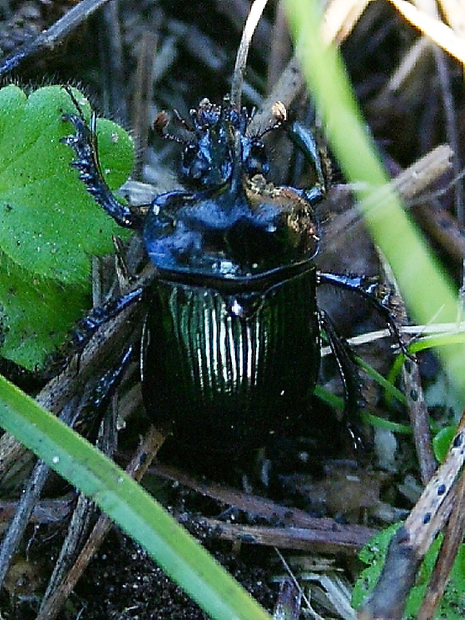 geotrupide: Ceratophyus rossii