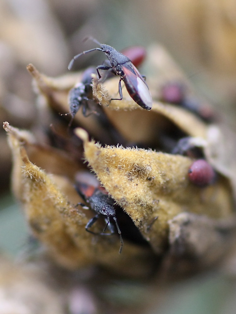 Agglomerazione di Oxycarenus lavaterae