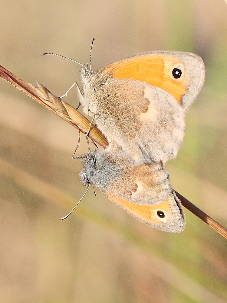 Farfalla da identificare - Coenonimpha pamphilus