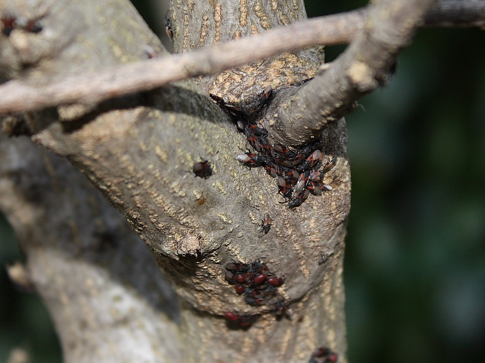 Agglomerazione di Oxycarenus lavaterae