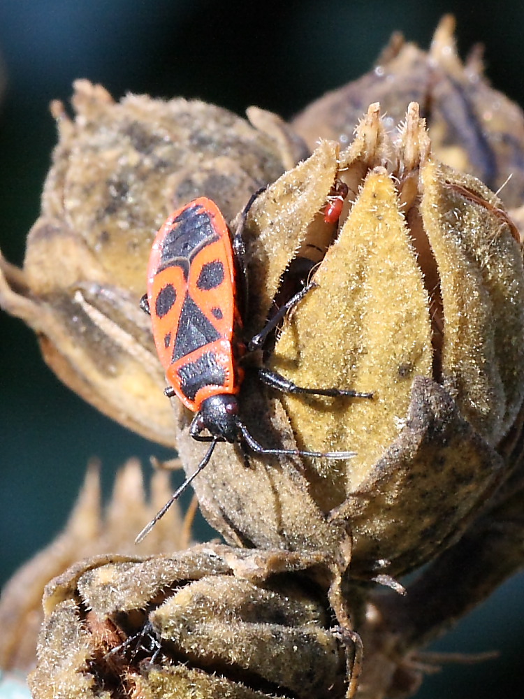 Agglomerazione di Oxycarenus lavaterae