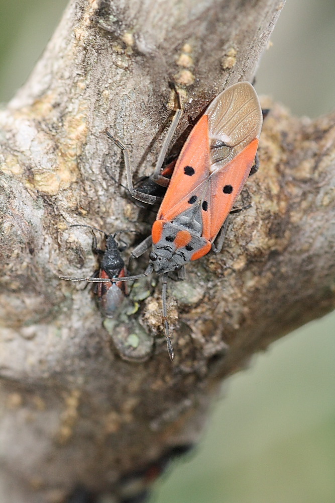 Lygaeidae: Lygaeus creticus dell''Anconetano