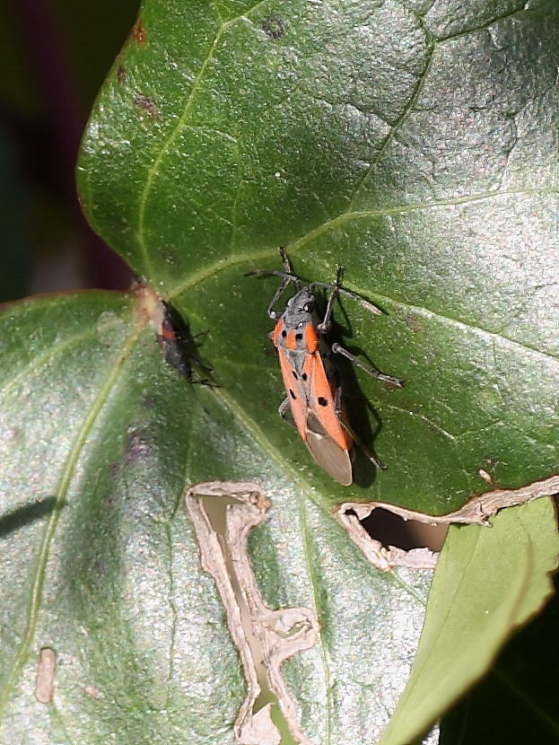 Lygaeidae: Lygaeus creticus dell''Anconetano