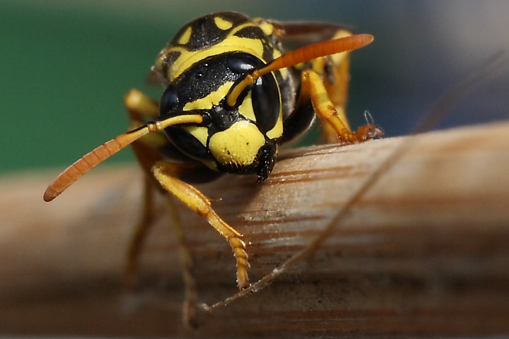 Polistes dominula F (Vespidae)