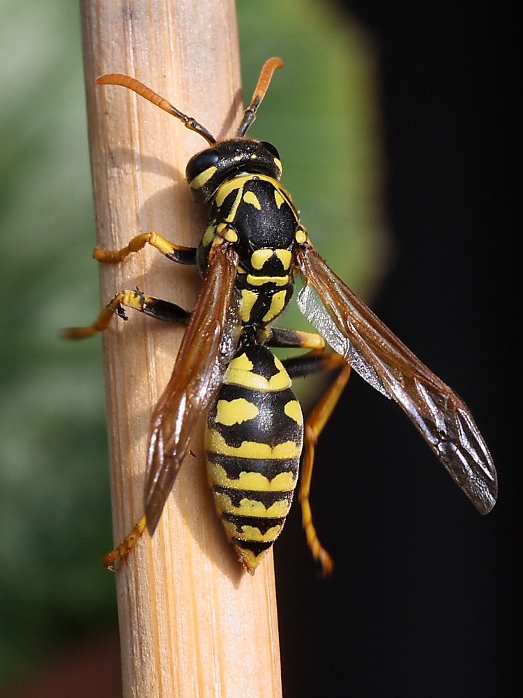 Polistes dominula F (Vespidae)