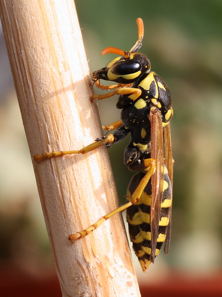 Polistes dominula F (Vespidae)