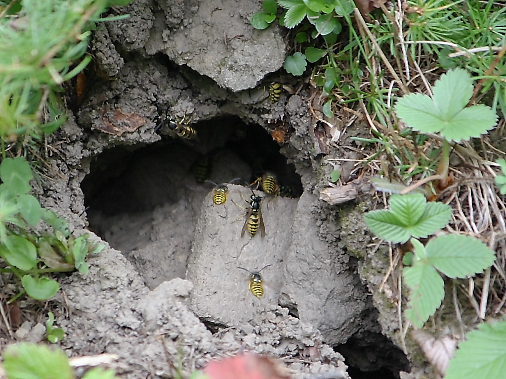 Nido di Vespula e diagnostica tra Germanica e Vulgaris