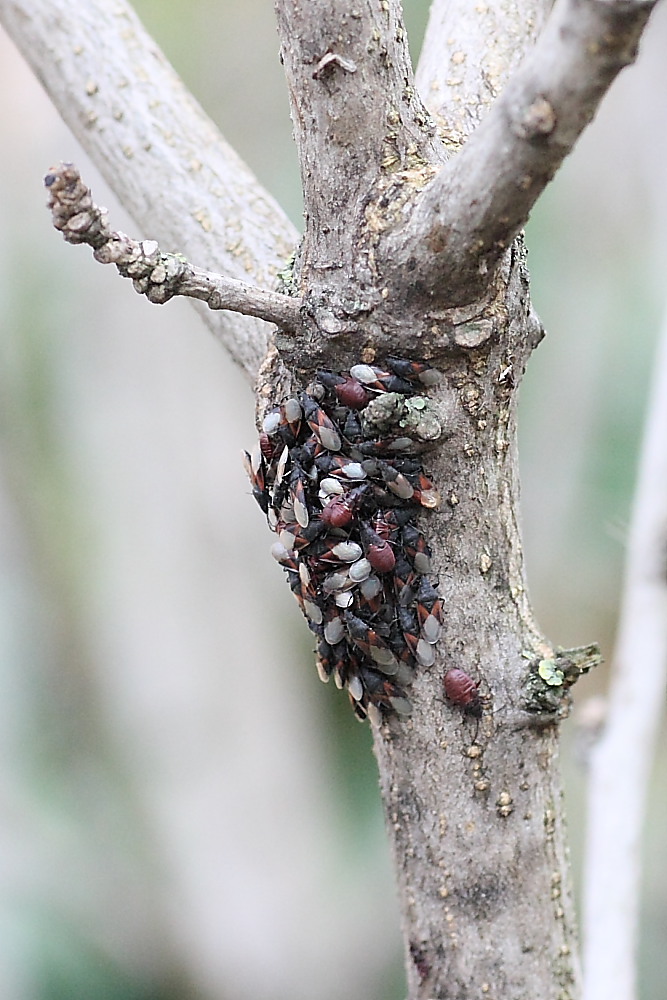 Agglomerazione di Oxycarenus lavaterae