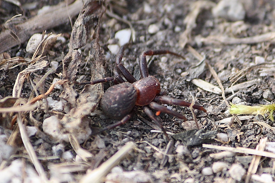 Xysticus sp.