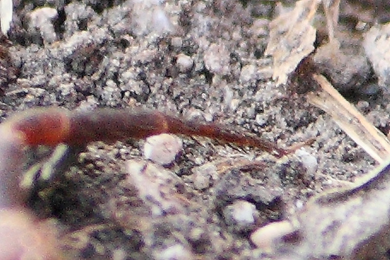 Xysticus sp.