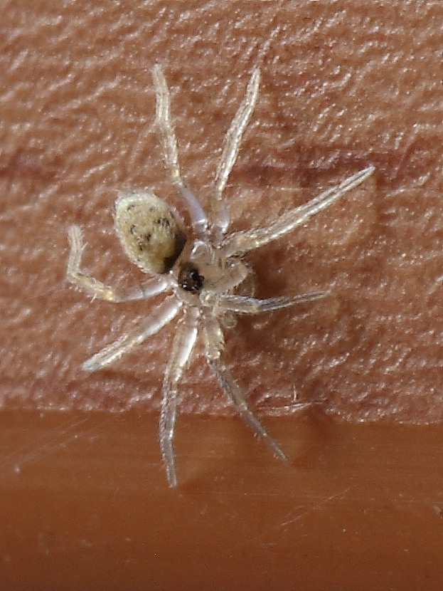 Oecobius sp.