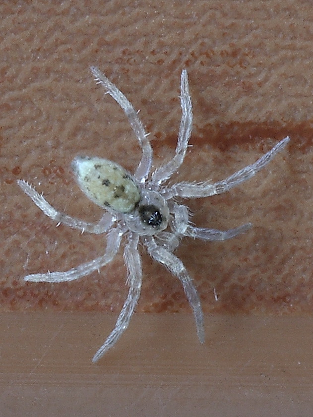 Oecobius sp.