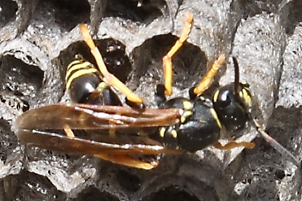 Polistes sp.