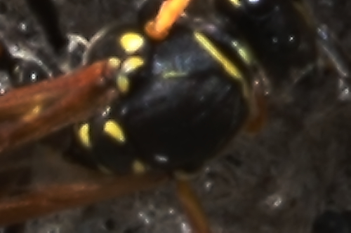 Polistes sp.
