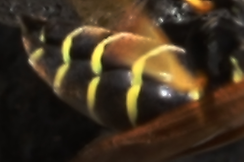 Polistes sp.