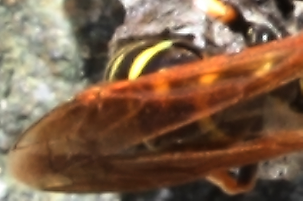 Polistes sp.